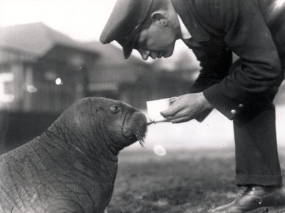 Keeper Arthur Chandler giving cod liver oil to a walrus, 1923 by Frederick William Bond